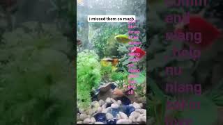 my aquarium