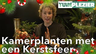 Jennefers Top 5 kamerplanten voor een extra Kerstsfeer! | TUINPLEZIER