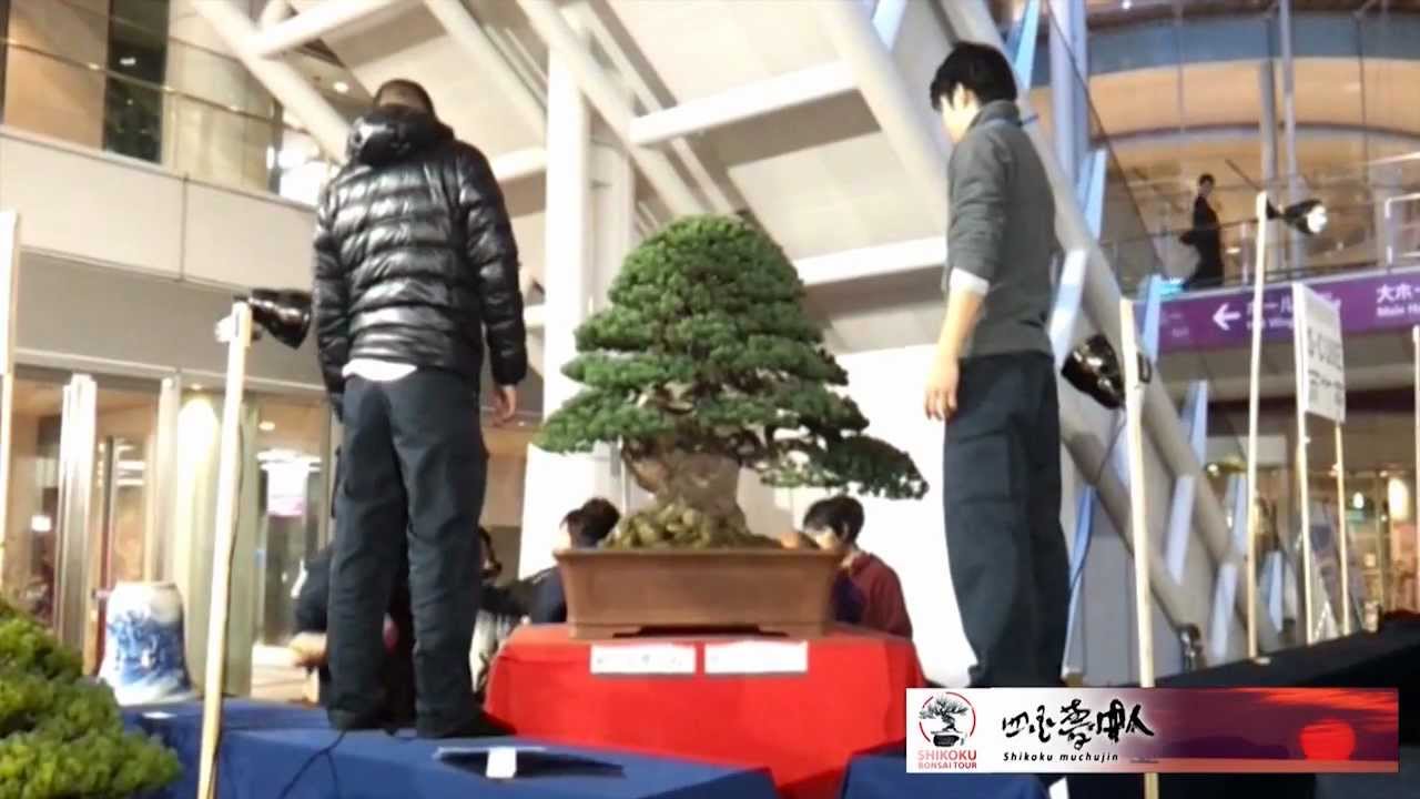 Is dit de duurste bonsai boom ooit?