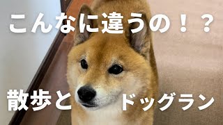 散歩嫌い柴犬を、ドッグランに誘ってみたら反応が可愛すぎた