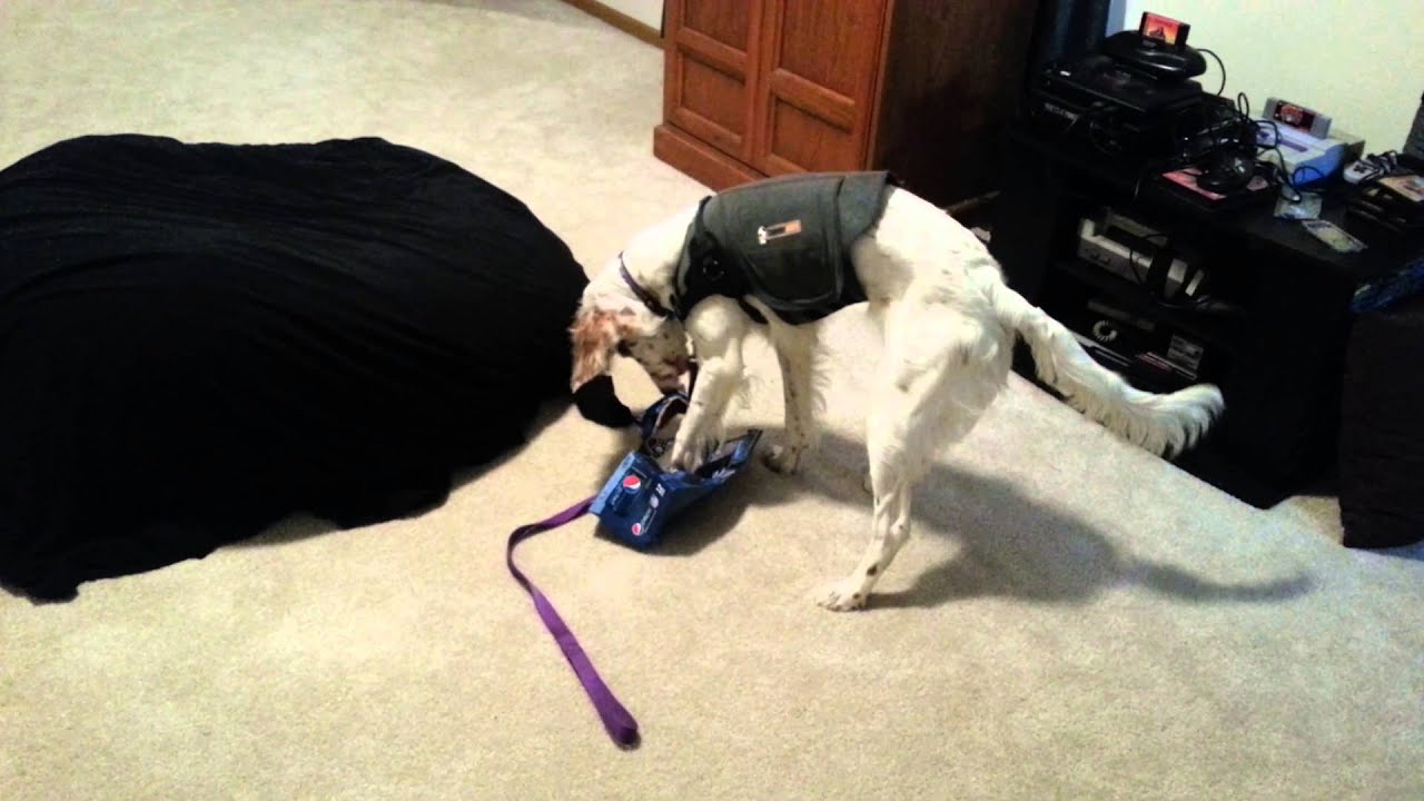 puppy paradise Myla vs the box