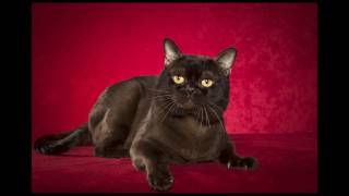 Bombay Cat and Kittens | History of the Indian Bombay Cat Breed by Rony Animal World 1,268 views 7 years ago 4 minutes, 9 seconds