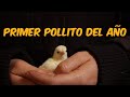 De Huevo a Pollito - Las Palomas Incuban Huevos de Gallina Miniatura