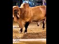 Red Brahman bull scratching his back