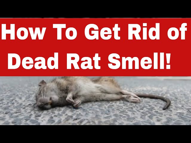 What does a dead rat smell like? - Integrum