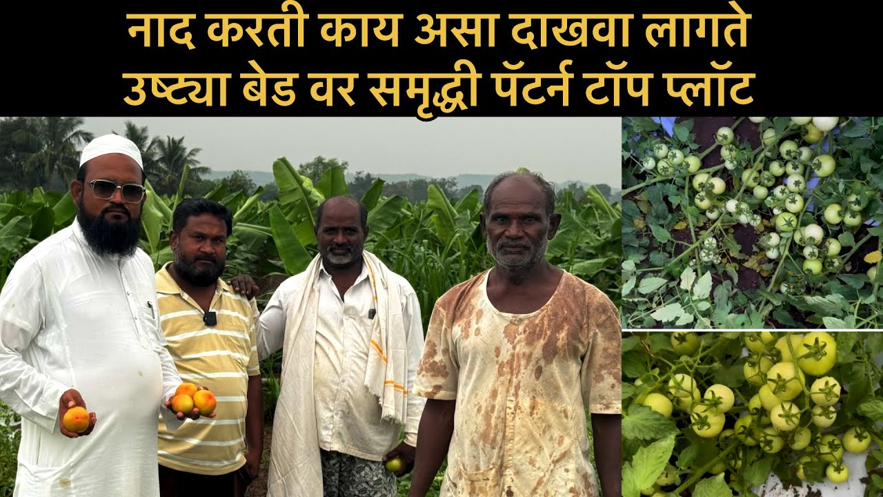उष्ट्या बेड वर टॉप टोमॅटो प्लॉट 🥳🥳 एकरी 2 हजार कॅरट सहज निघणार | समृद्धी पॅटर्न मेळावा 8483828585