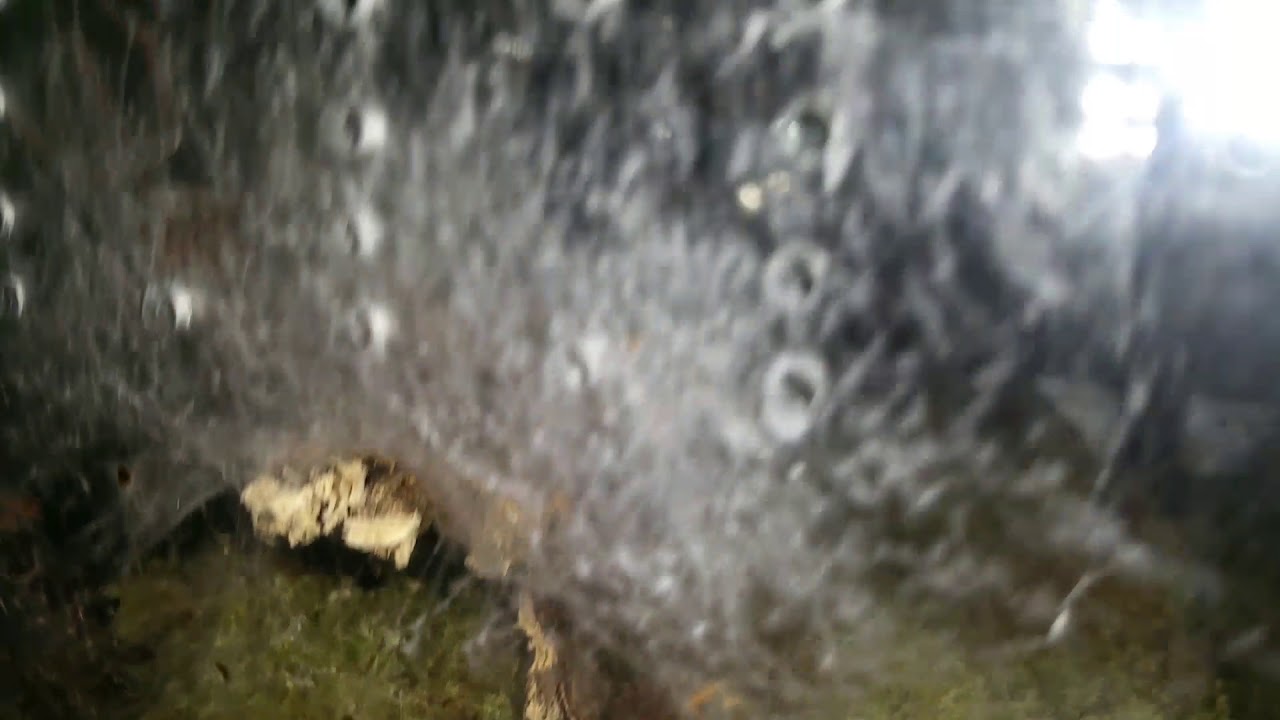 My Wolf Spider just went through a Molt and is huge - YouTube