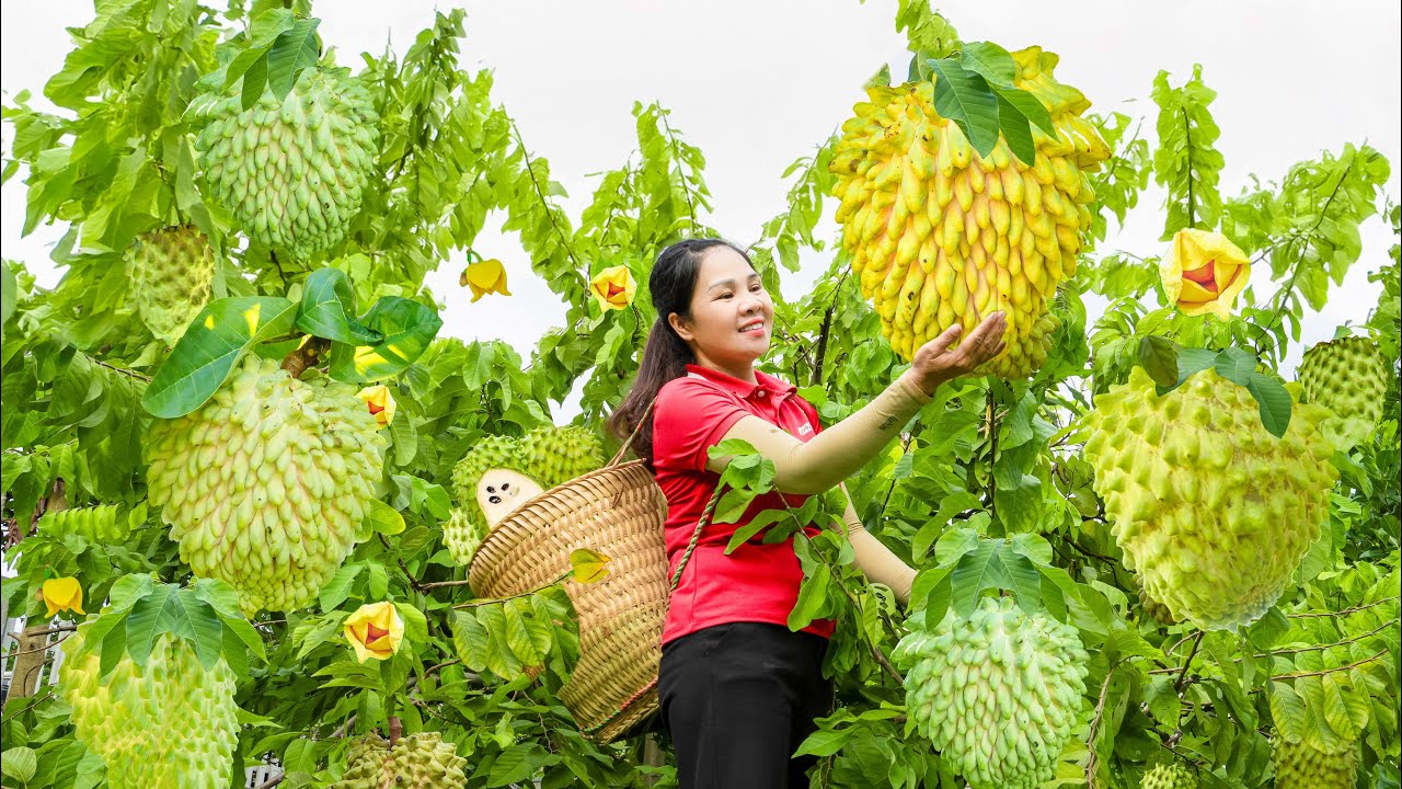 Harvesting Giant Custard Apple Hybrid Jackfruit Go to Market Sell | An Phú Daily Life