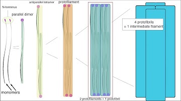 Intermediate Filaments (Structure and Function)