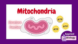 Mitochondria Structure and Function: Cell Organelles | Function of Mitochondria class 9 and 11
