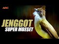 MASTERAN CUCAK JENGGOT MBESET SUPER PEDES | AUDIO JERNIH