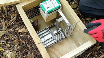 DOC 200 trap tips with Emily Roberts - Taranaki Regional Council