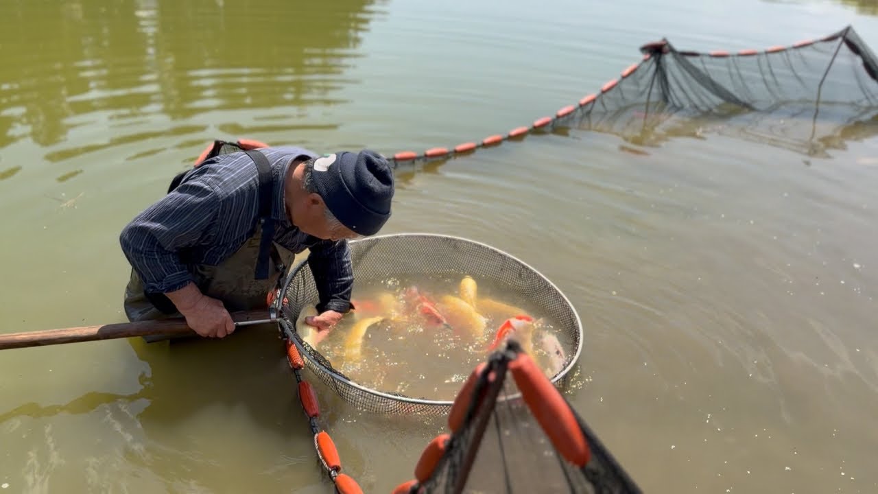 野池アゲる黄金に輝く錦鯉#koifish #塩田養鯉場 - YouTube