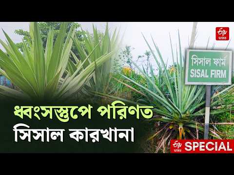উত্তাল সমুদ্রে বাংলার সিসাল দড়ি দিয়ে বাঁধা হত জাহাজ, সেই কারখানা এখন ধ্বংসস্তুপ