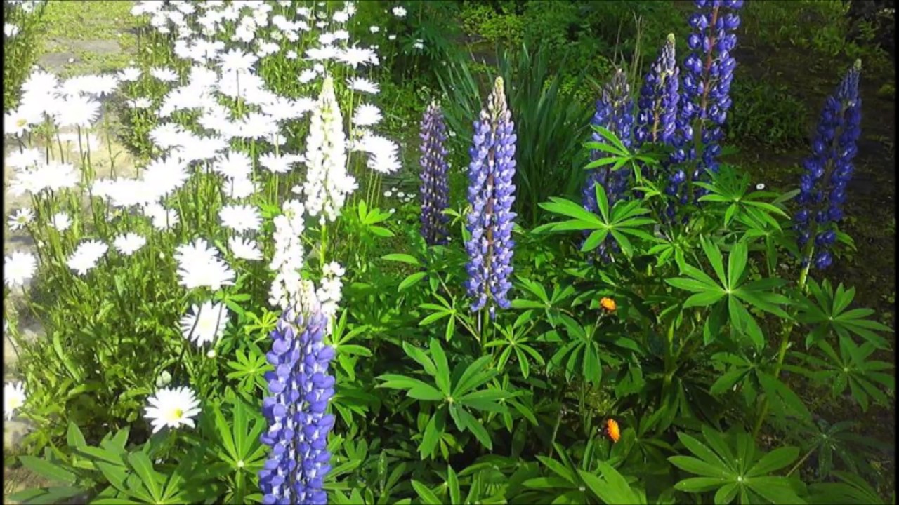 アレンジとは Op230 （オリジナル）