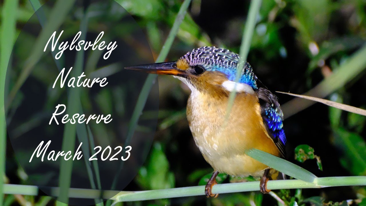 Летний кемпинг в заповеднике Нильсвлей | с леопардами?!