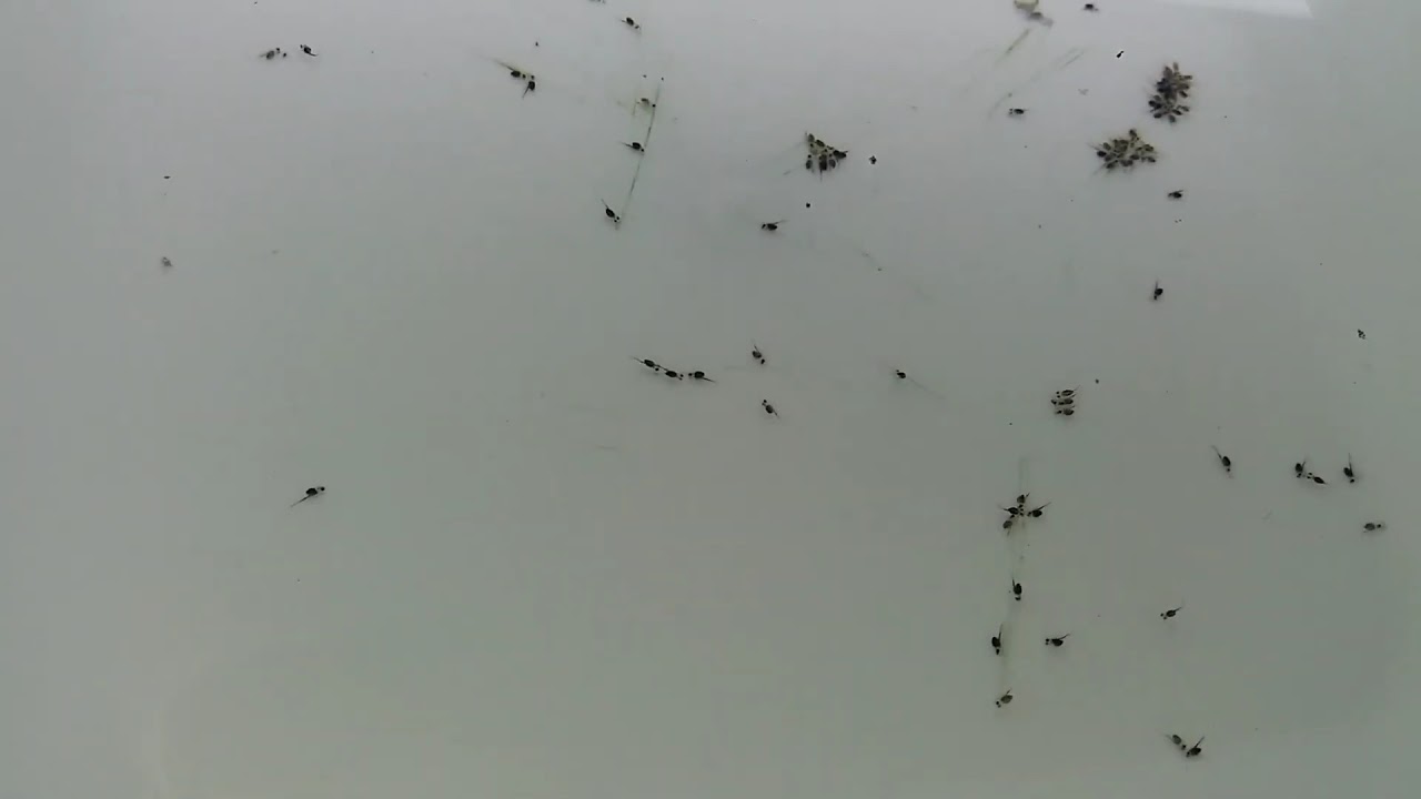 Alevines De Peces Disco. Cría Artificial.