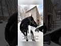 Playful American Horses Bringing Nonstop Joy#USHorseMishaps #FunnyWesternSteeds
