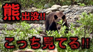 【超危険】子を守る母熊に遭遇‼釣りどころじゃない‼