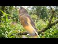 Lindos Canarios do Reino Cantando: Canario Belga Cantando Áudio Profissional HD #treinarcanario