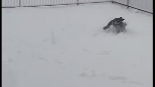 RAW: Sheepadoodle enjoys snow in Stephenville, Texas