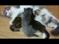 Fluffy parent and child of a cute cat