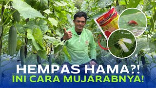 How to Control Oteng-Oteng and Whitefly Pests on Cucumber Plants! | Insecticide Recommendations