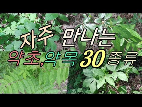 자주 만나는 식물들(약초,약목30종류)