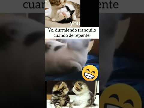 La siesta del
