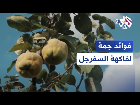 تقلل من خطر الإصابة بالسرطان تعرف على فوائد فاكهة السفرجل غذاء وصحة