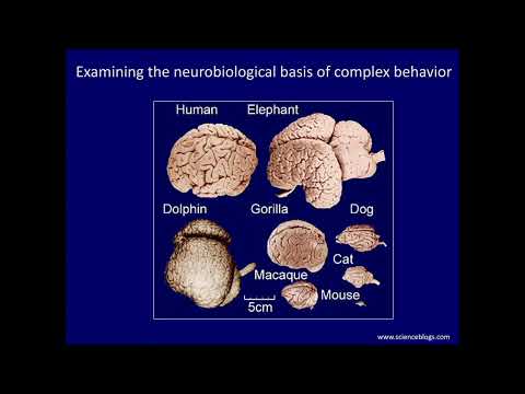 Investigating Neurobiology and