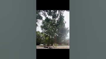 Pro Arborist At Work! Can You Compete?#Treecare#chainsaw#arborist#logger#treefelling#roadto10k