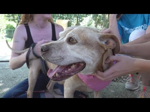 Video: Po penkerių metų prieglobsčio sulaikymo „Pitbull“rado naują šeimą „Facebook“