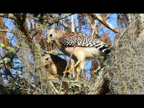 red shouldered hawks nest
