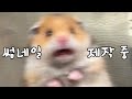 20230508_131833.mp4