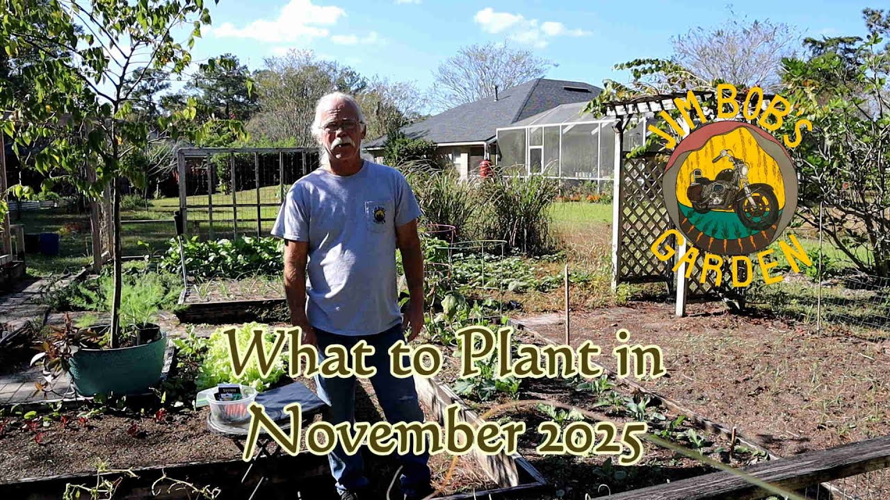 Что сажать в ноябре 2025 года
