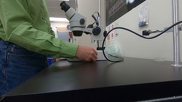 Stereomicroscope setup.