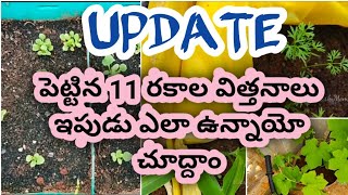 Update || ఈ సీజన్ లో కొని పెట్టిన 11రకాల విత్తనాలు ఇపుడు ఎలా ఉన్నాయో చూద్దాం  || seedlings update