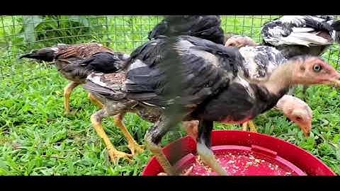 me Nyuam Qaib Ntsuab Taw 2 Hlis