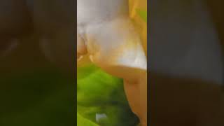 Обнаженная Ихтиандра.