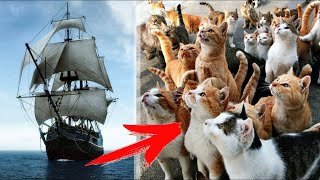 170 years ago only CATS escaped from the sinking SHIP to the ISLAND! Now except THEM on the ISLAND