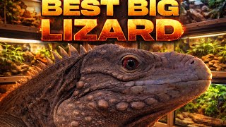 Rock Iguana Might Be The Best Big Lizard 
