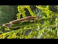 【昆虫採集】秋の公園で種を超えた交尾を見た...。