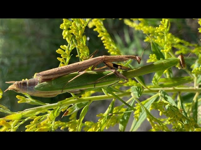 Insect collecting] I saw interspecies mating in an autumn park