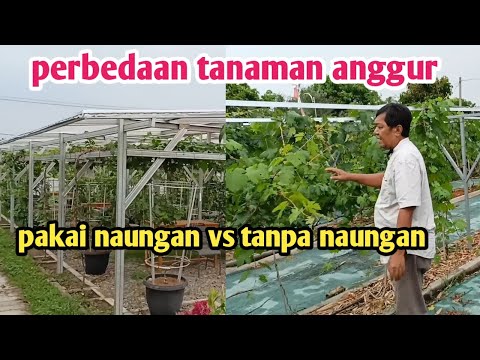 Video: Berkebun Dalam Naungan - Memilih Tanaman Perbatasan Untuk Naungan