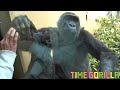 【ゴリラ ASMR】集合 キンタロウの森【gorilla 京都市動物園】Set Kintaro Forest
