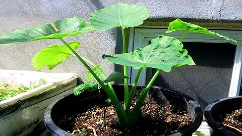 TRỒNG DỌC MÙNG- BẠC HÀ, cách chăm sóc và phân bón