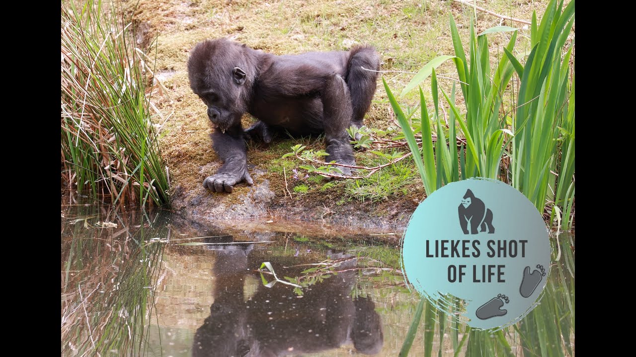 GORILLA KIANGO ENJOYS THE WATER