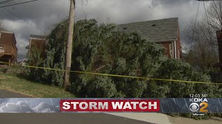 High Winds Topple Massive Tree In Greenfield