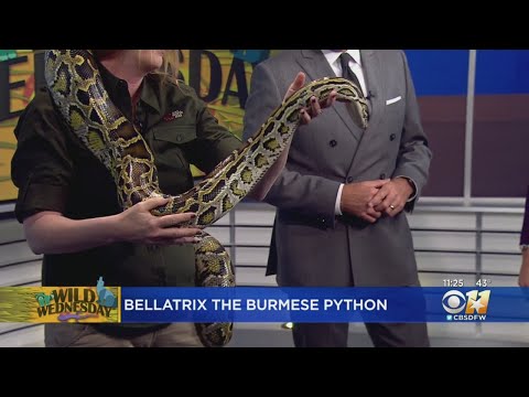 Wild Wednesday: Burmese Python